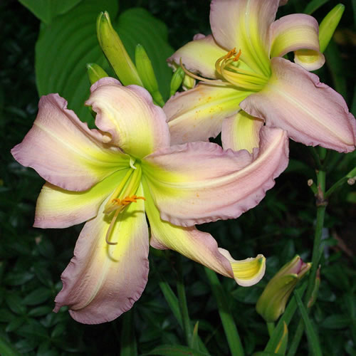 Hemerocallis Dallas Star 